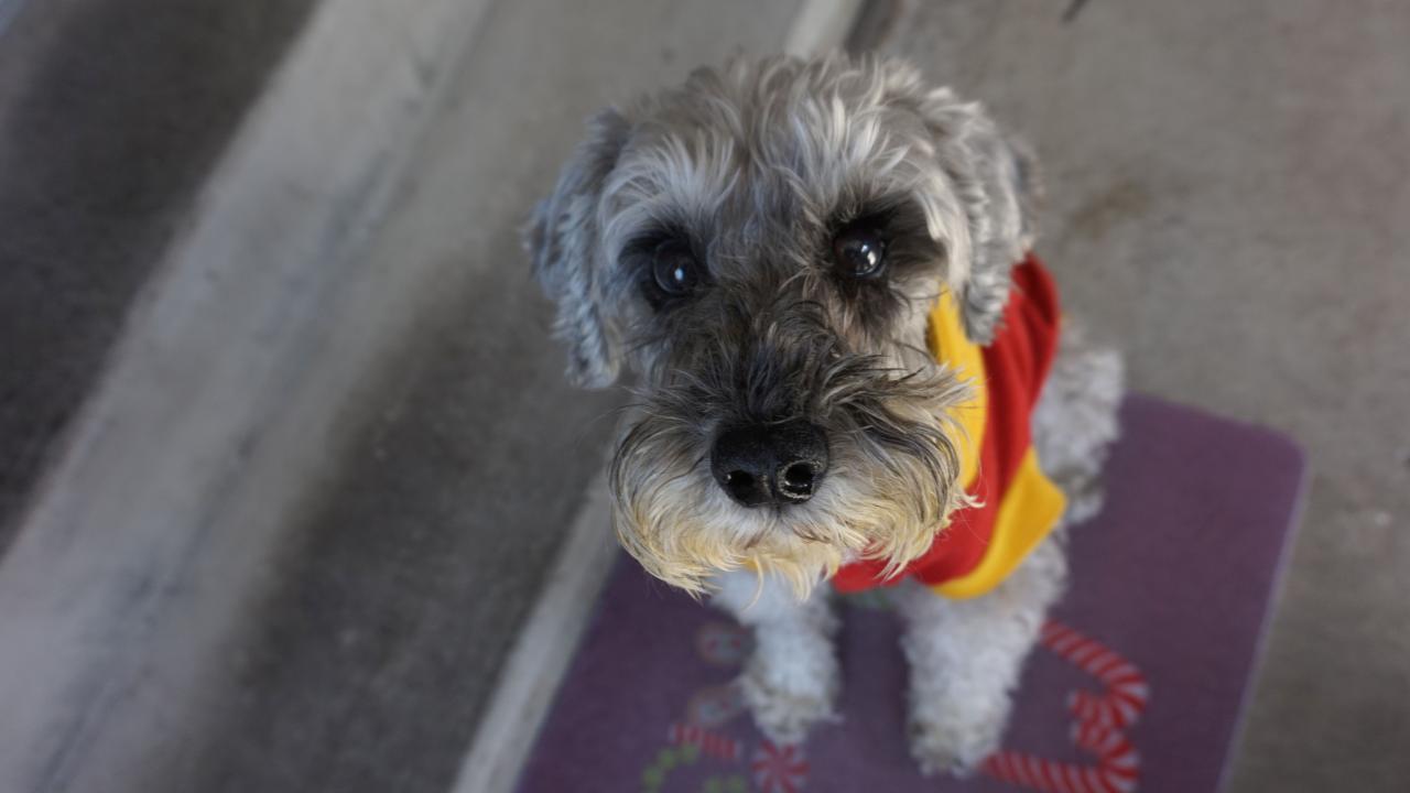 A collaborative effort helped Bobby see again with successful cataract surgery at the UC Davis veterinary hospital.