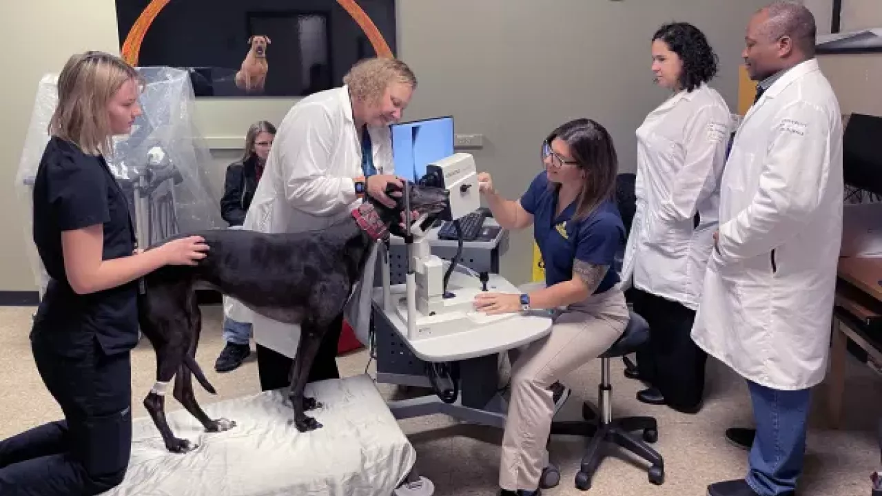 Greyhound dog being examined by a team of veterinarians