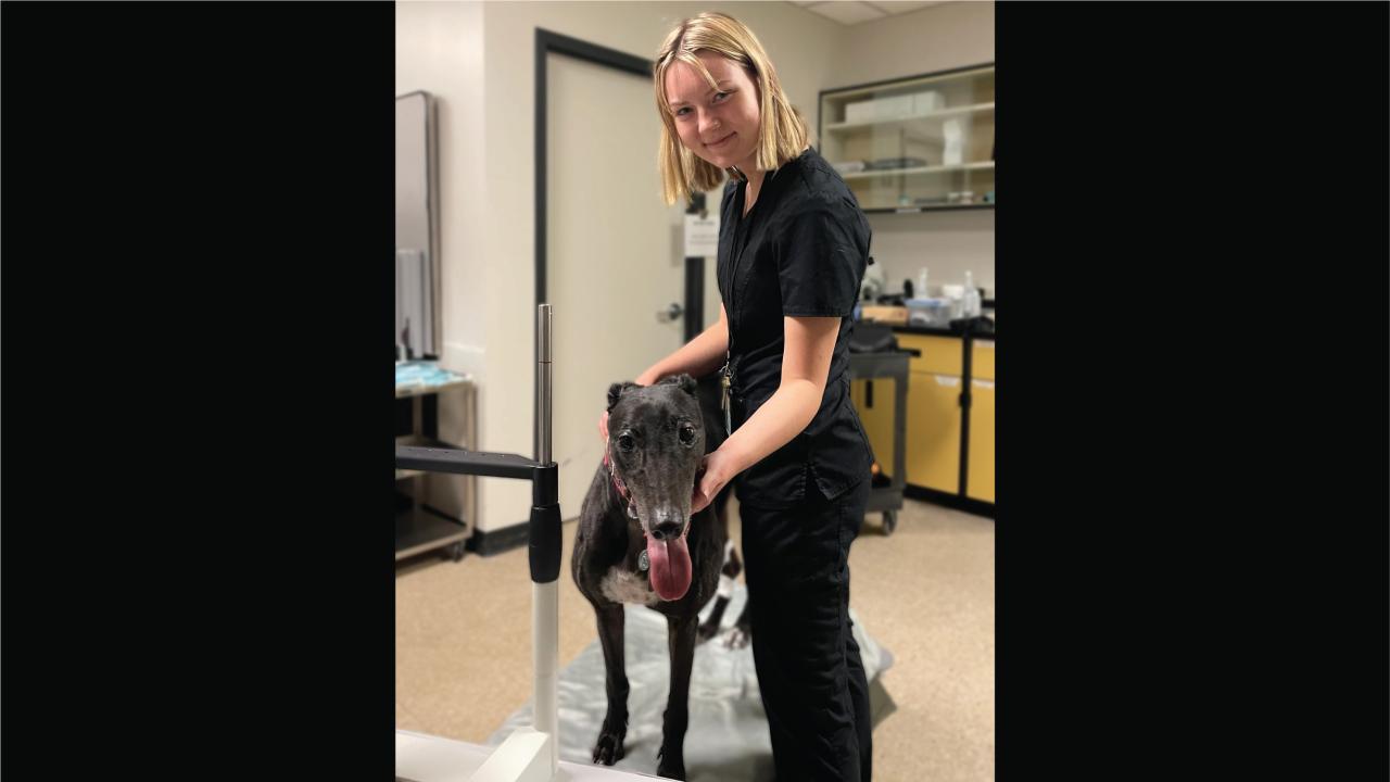 Woman in scrubs with a greyhound in a clinical exam room