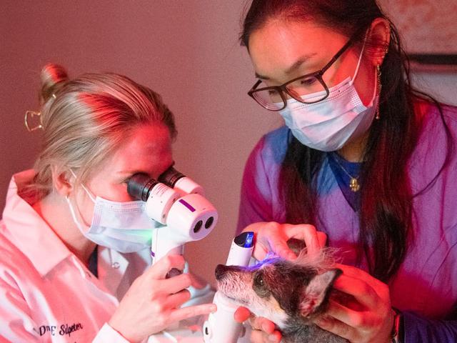 Two people examining the eye of a small dog
