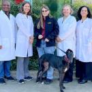 7 people and a dogMembers of the Comparative Ophthalmology and Vision Sciences Laboratory team, from left: Monica Motta, Uchenna Nlebedum, Sara Thomasy, Jennifer Butler, Michelle Ferneding, Ana Raposo and Paige Karpinen. (UC Davis photo)