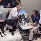 Greyhound dog being examined by a team of veterinarians